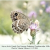 satyrus ferula daghestan female2